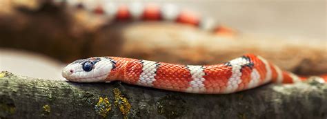 snakes at petsmart